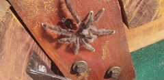Avicularia avicularia