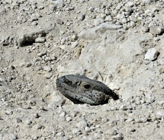 Varanus albigularis angolensis