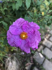 Cistus