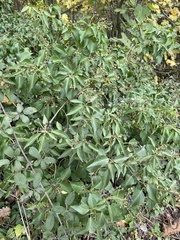Hedera helix