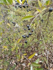 Ligustrum vulgare