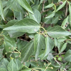 Hedera helix