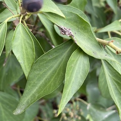 Hedera helix