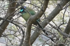 Momotus aequatorialis