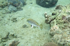 Plectorhinchus vittatus