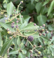 Hedera helix