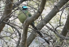 Momotus aequatorialis