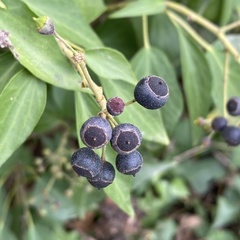Hedera helix