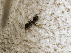 Anonychomyrma