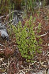 Cheilanthes tenuifolia