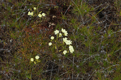 Drosera subhirtella