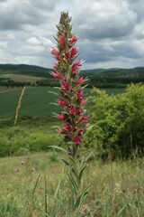 Pontechium maculatum