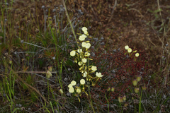 Drosera subhirtella