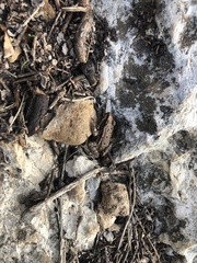 Pelophylax bedriagae