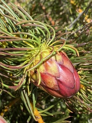Protea witzenbergiana