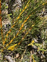 Protea witzenbergiana