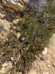 Protea witzenbergiana