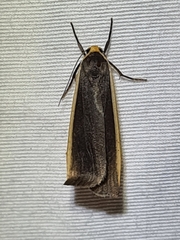 Palaeosia bicosta