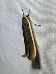 Palaeosia bicosta
