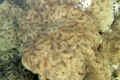 Rhodactis