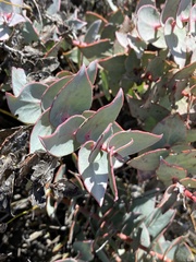 Protea amplexicaulis