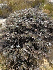 Protea amplexicaulis