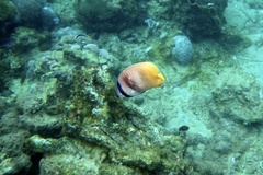 Chaetodon kleinii