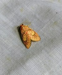 Barsine cornicornutata