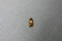 Argyrogramma verruca