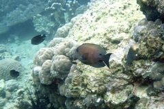 Ctenochaetus binotatus