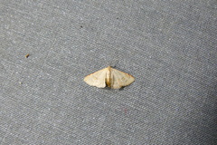 Leptostales terminata