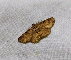 Psilalcis subfasciata