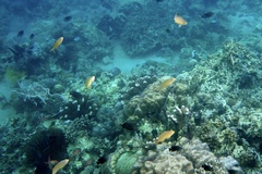 Pseudanthias huchtii