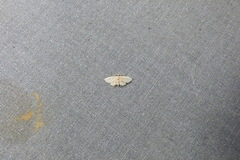 Scolecocampinae