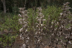 Acanthus syriacus
