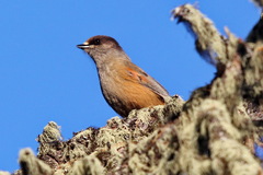 Perisoreus infaustus