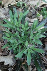 Erysimum odoratum