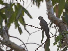 Cacomantis variolosus