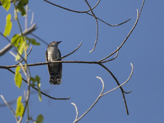 Chrysococcyx minutillus