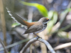 Rhipidura dryas