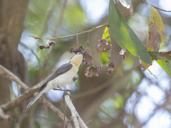 Myiagra ruficollis