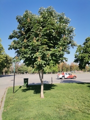 Aesculus
