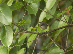 Gerygone magnirostris