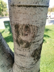 Aesculus