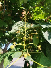 Aesculus