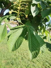 Aesculus