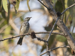 Ramsayornis fasciatus