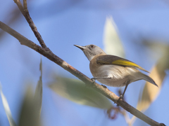 Conopophila albogularis