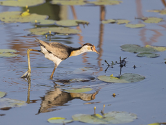 Irediparra gallinacea