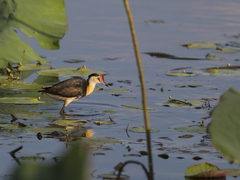 Irediparra gallinacea